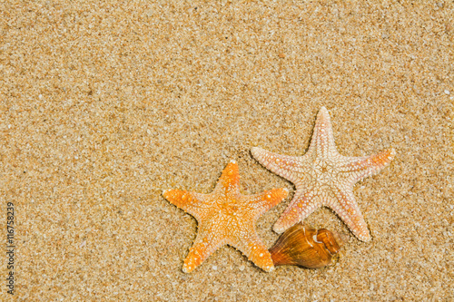 shell or shellfish on the beach