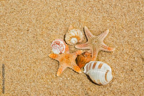 shell or shellfish on the beach