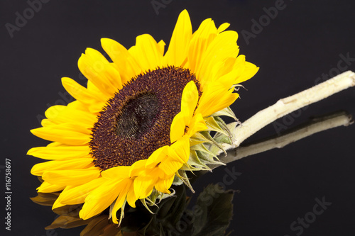 blooming sunflower on black background, close up