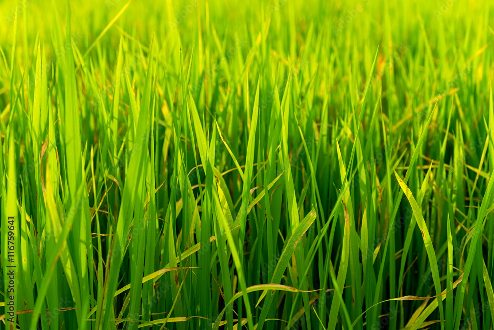 Rice field green grass with blue sky cloud, landscape background Rice field green grass with blue sky cloud, landscape background