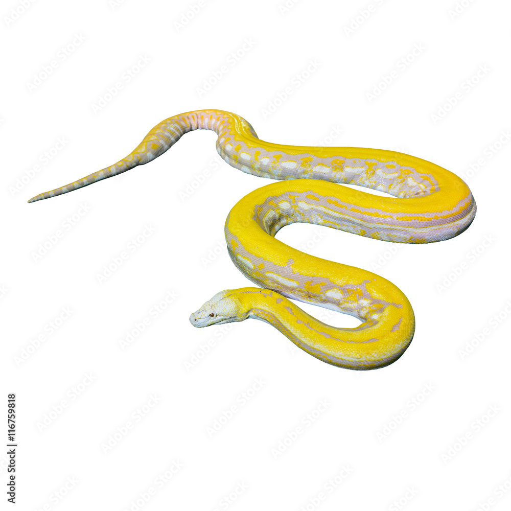 Gold Python,Reticulated python (Python reticulatus) Stock Photo | Adobe ...