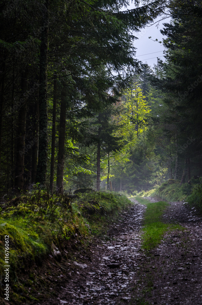Fototapeta premium Stony road in the forest of Vosges mountains, Alsace