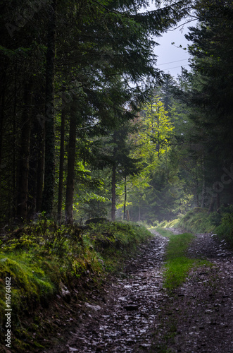Stony road in the forest of Vosges mountains  Alsace