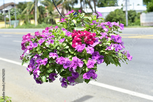 Wallpaper Mural flowers backgrounds Torontodigital.ca