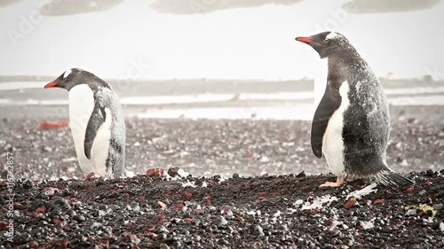 Gentoo Penguin in a blizzard. Shot on Deception Island on Antarctica.