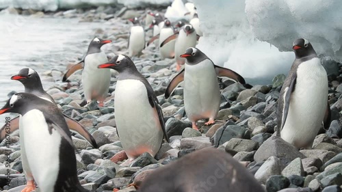 A group of gentoo penguins waddling down the shore in Antarctica, searching for a way up onto the bank of snow.