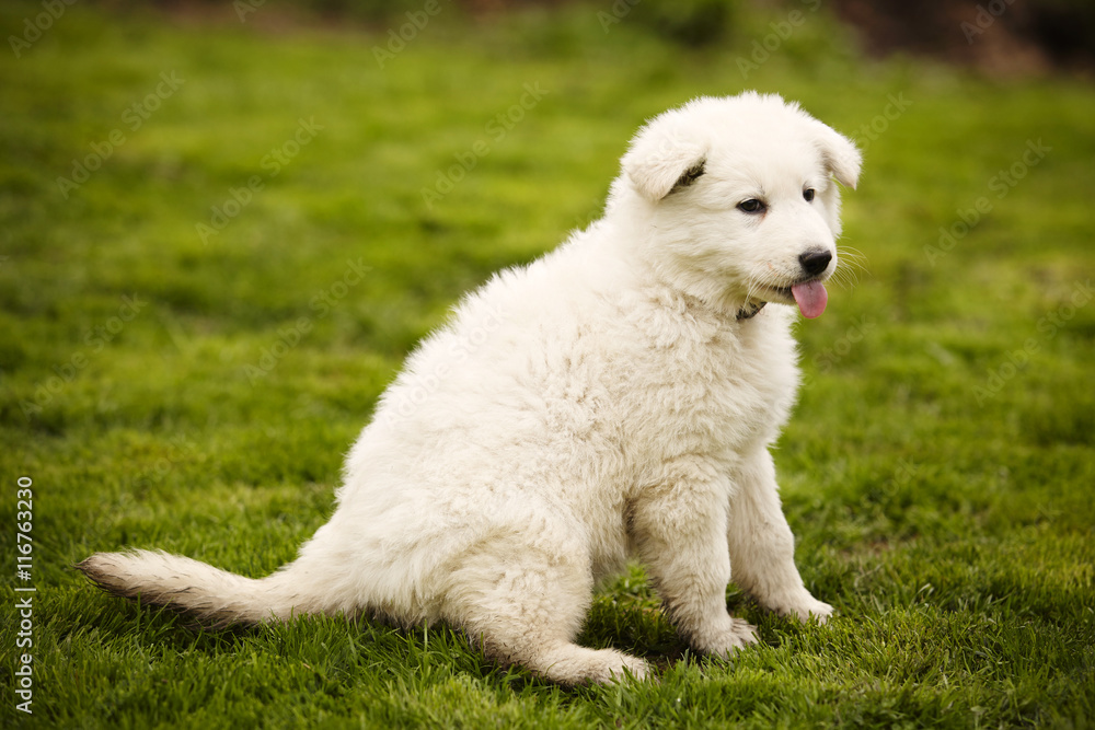 Dirty eight weeks old Swiss white shepherd puppy on lawn