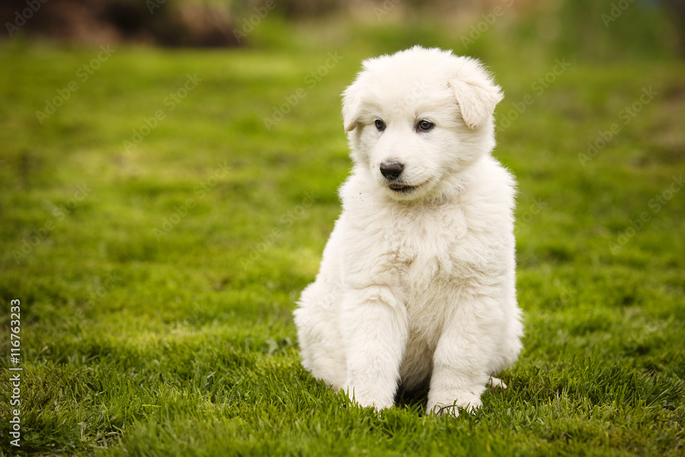 Eight weeks old Swiss white shepherd puppy on lawn