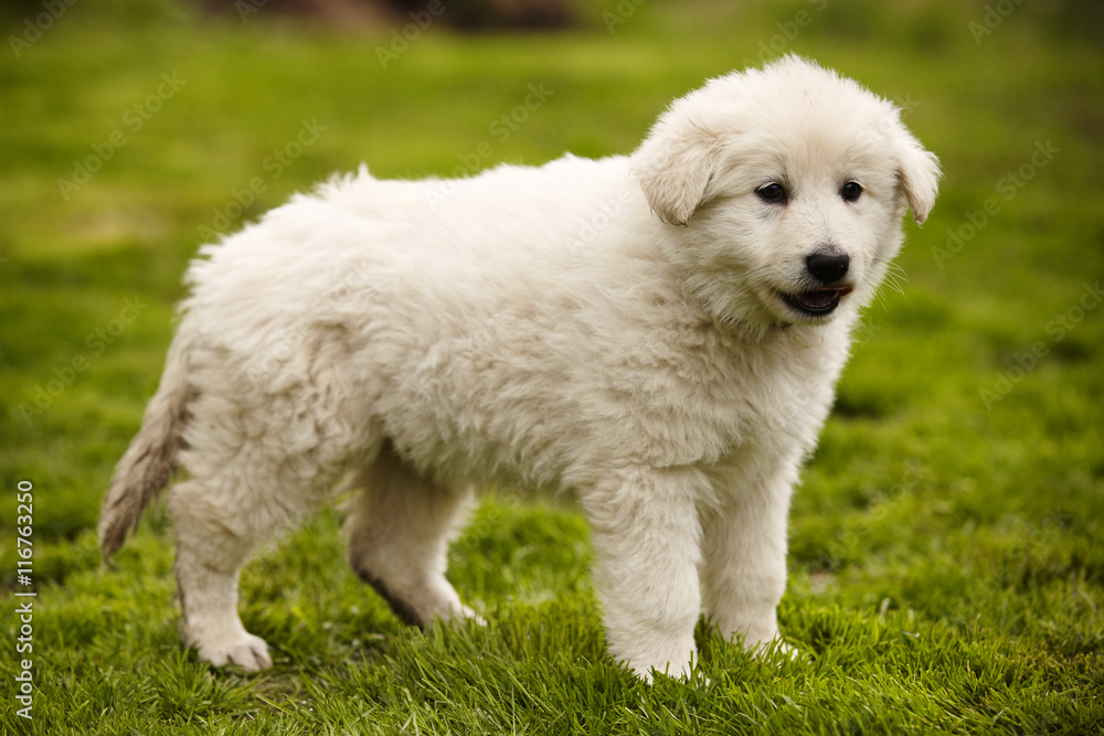 Lovely eight weeks old Swiss white shepherd puppy on lawn