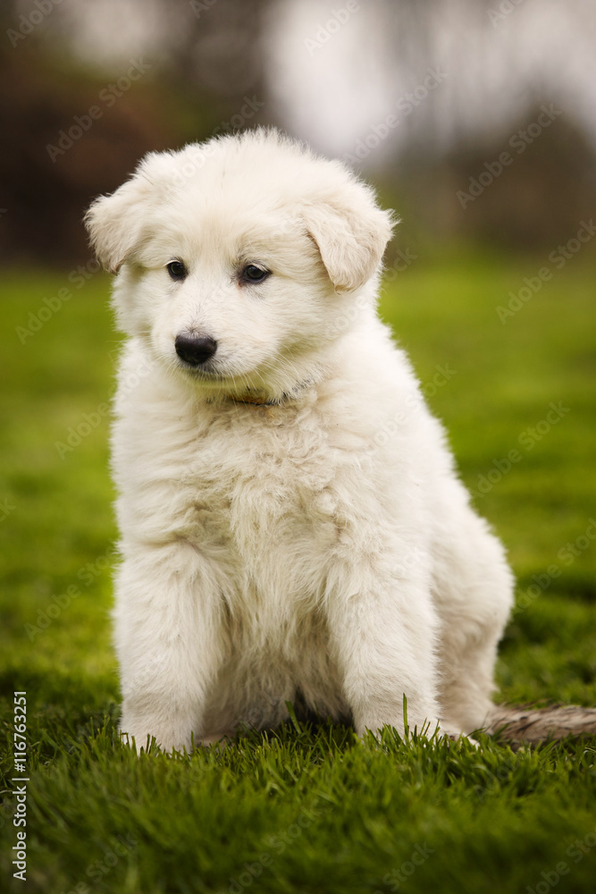 Nice eight weeks old Swiss white shepherd puppy on lawn Nice eight weeks old Swiss white shepherd puppy on lawn