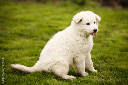 Dirty eight weeks old Swiss white shepherd puppy on lawn