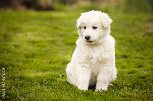 Eight weeks old Swiss white shepherd puppy on lawn