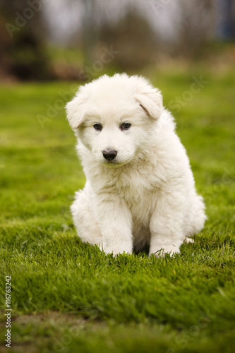 Pretty eight weeks old Swiss white shepherd puppy on lawn