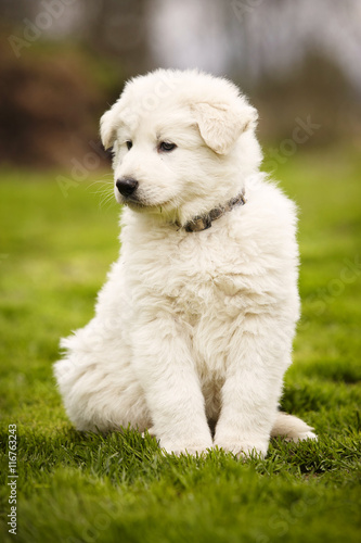 Moody eight weeks old Swiss white shepherd puppy on lawn