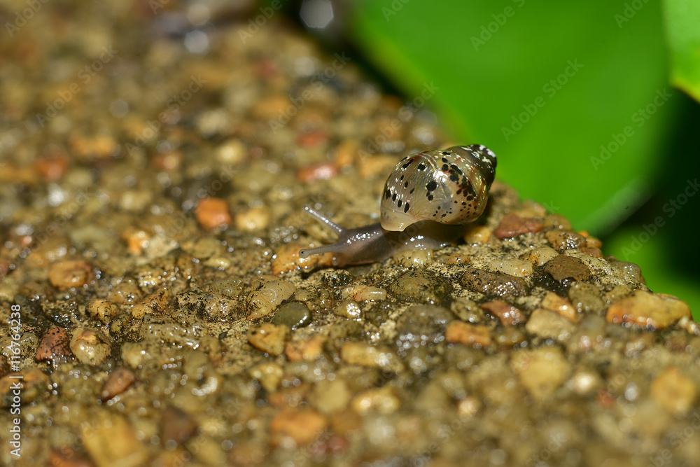 macro a snail macro a snail