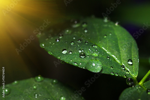 Water droplets on the leaves, rain drops.