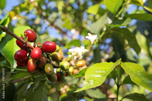 Ripe coffee beans