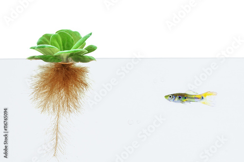 water lettuce and guppy fish on white background photo