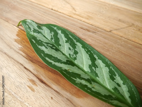 leaf