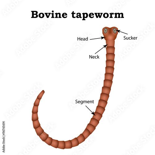 The structure of bovine tapeworm. Vector illustration on isolated background