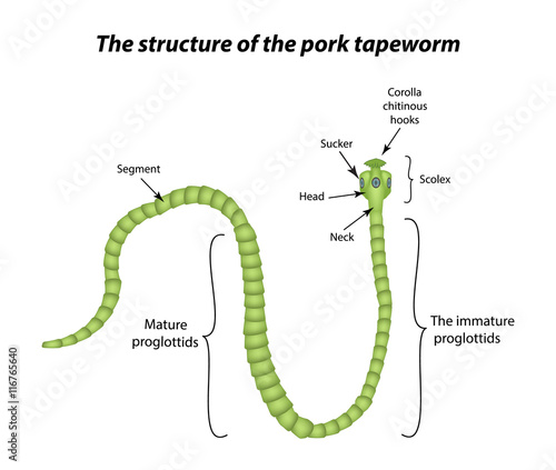 The structure of the pork tapeworm. Vector illustration on isolated background
