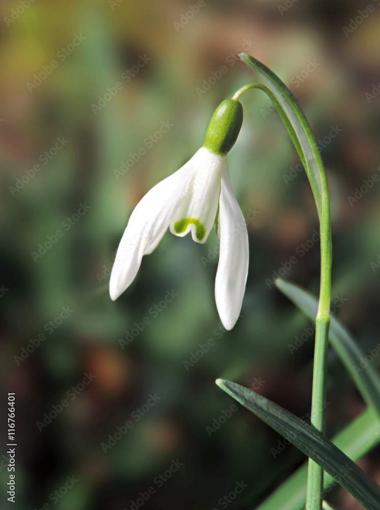 Snowdrops in the sun with selective focus on the foreground. Spring flowers. Snowdrops in the sun with selective focus on the foreground. Spring flowers.