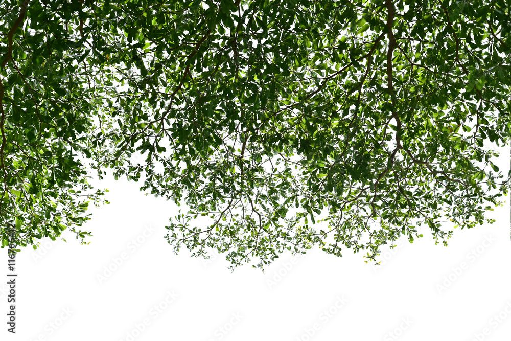 Fototapeta premium tree White background
