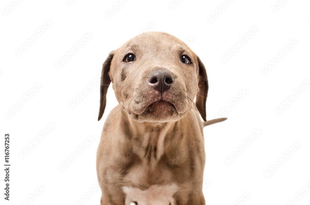 Portrait of a curious puppy pit bull Portrait of a curious puppy pit bull