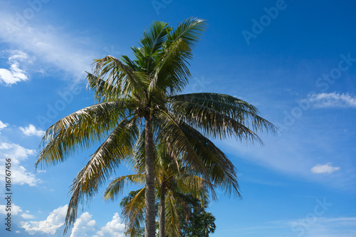 coconut tree with blue sky background