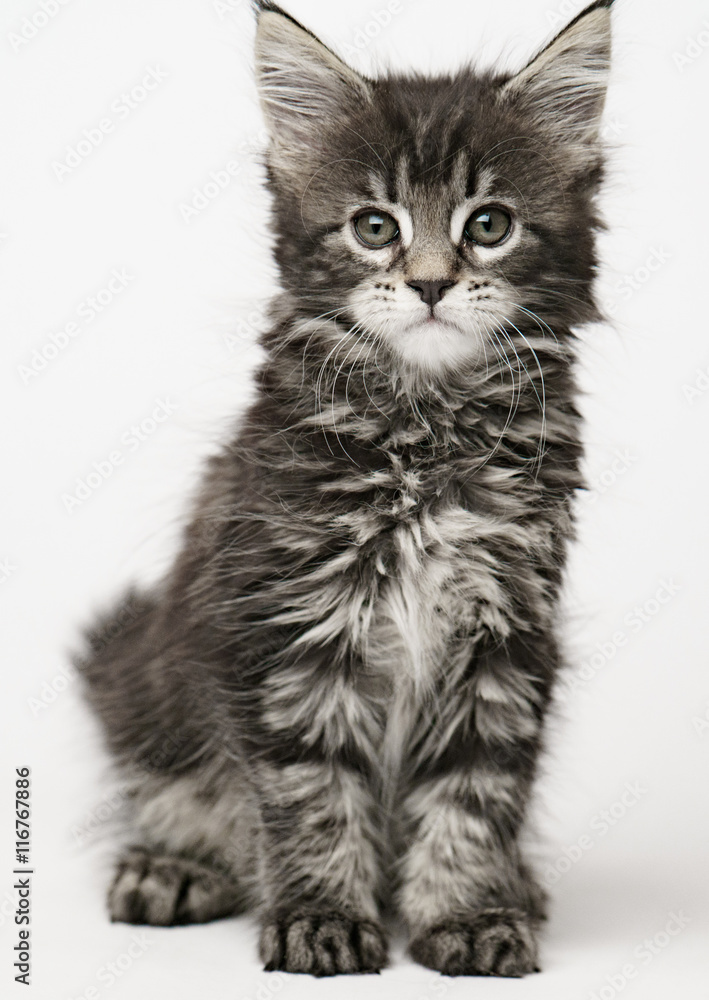 Fototapeta premium kitten