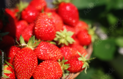 fresh strawberry outdoor