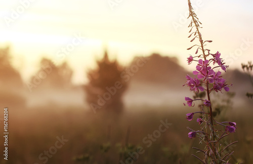 wild flower in fog on sunset