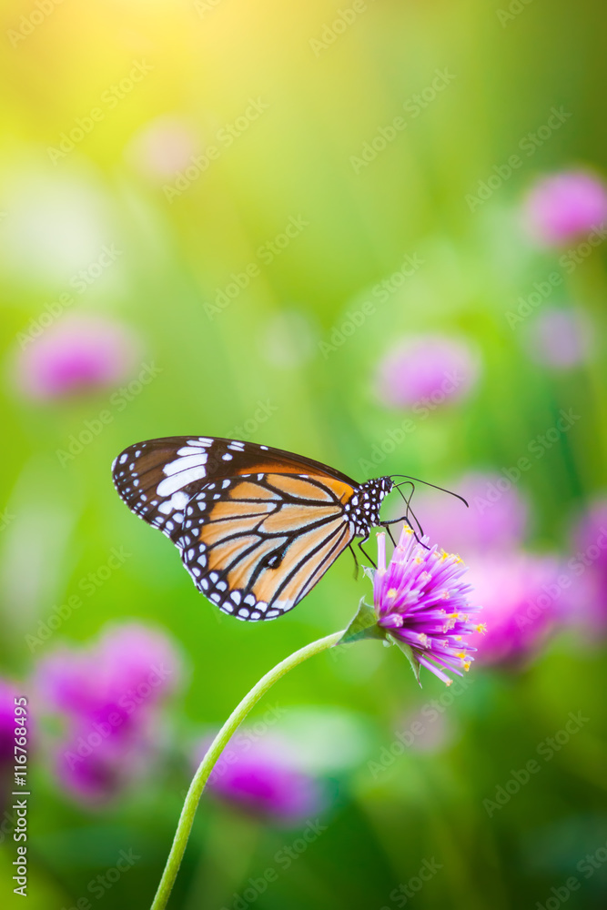 Butterflies in the garden flowers. Butterflies in the garden flowers.