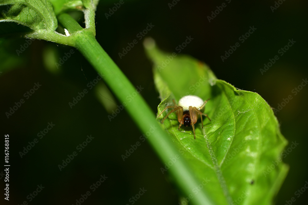 macro spider macro spider