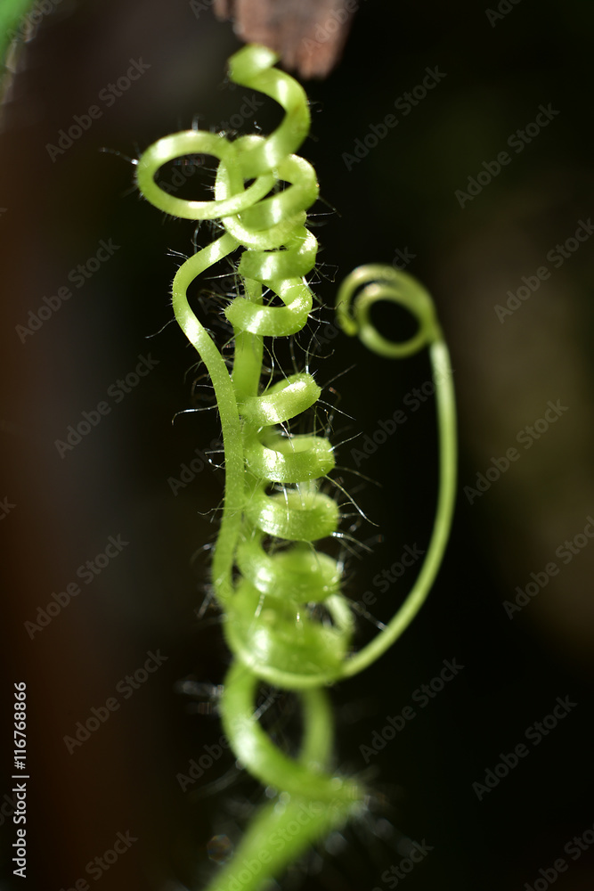 Fototapeta premium super macro shot vine of plant beautiful background