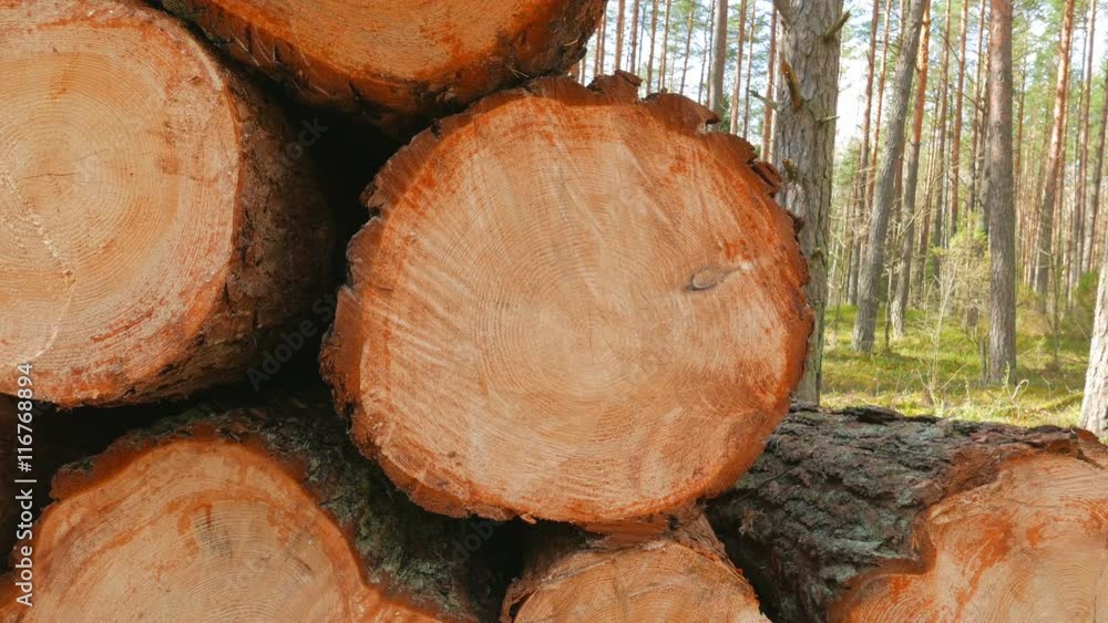 Sawed pine trunks, filmed with a dolly Sawed pine trunks, filmed with a dolly