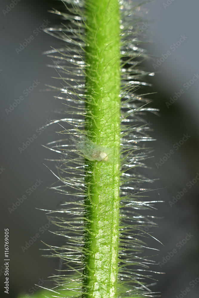 Fototapeta premium spider.super macro shot vine of plant beautiful background