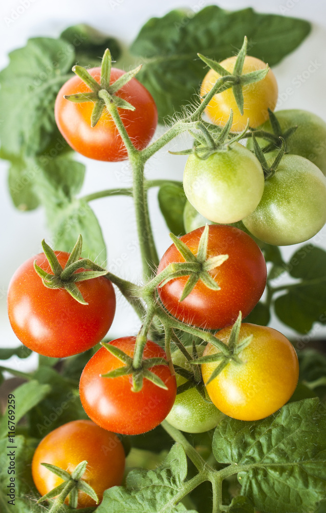 Red cherry tomato Red cherry tomato