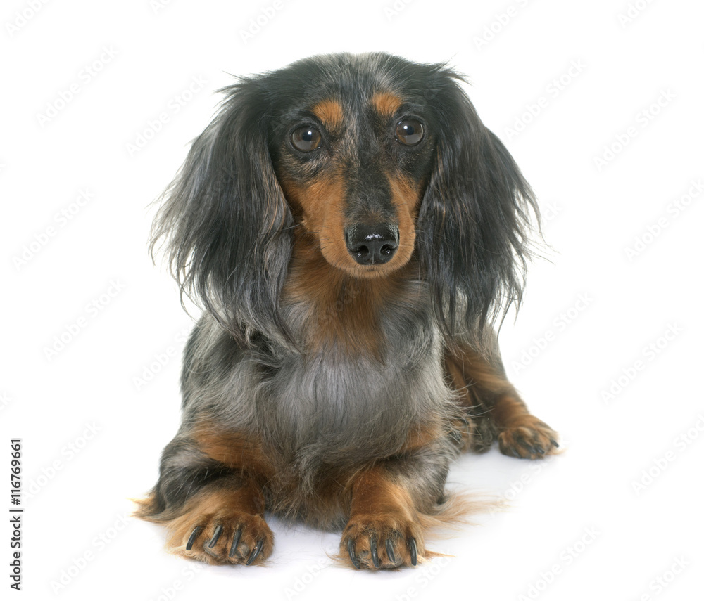 dachshund in studio dachshund in studio