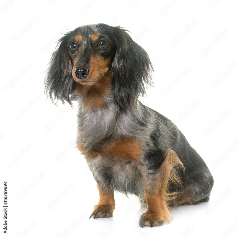 dachshund in studio dachshund in studio