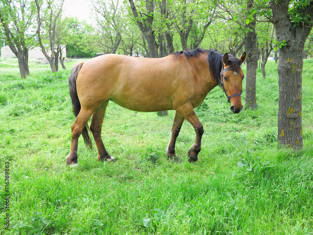 Brown horse in a green forest in summer day