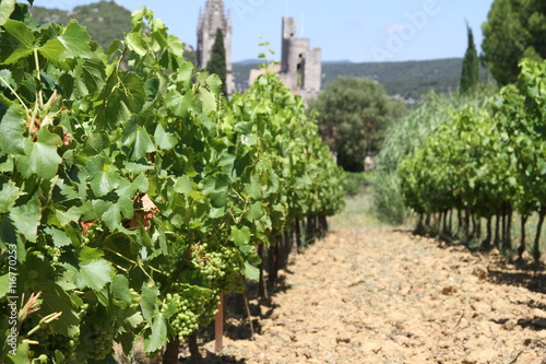 Vineyard in France with old castle