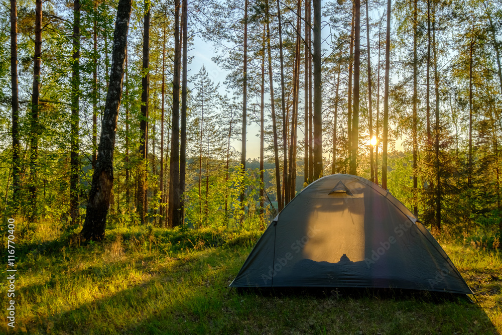 Tent in a pine forest on sunset