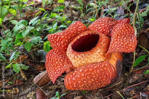 Fototapeta Naklejka Na Ścianę i Meble -  Rafflesia, the biggest flower in the world, Sarawak, Borneo, Malaysia.