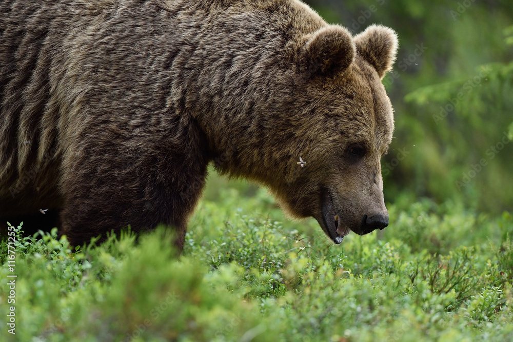 A close up shot of a wild big male brown bear in deep green european forest