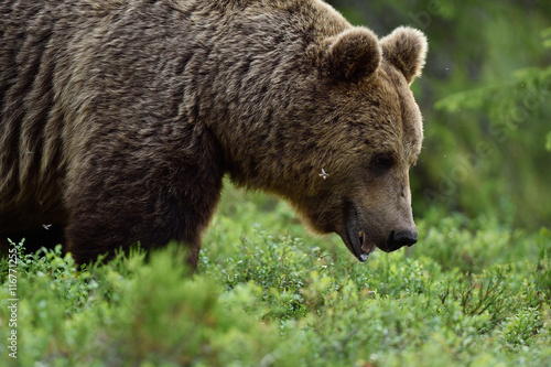 Wallpaper Mural A close up shot of a wild big male brown bear in deep green european forest Torontodigital.ca