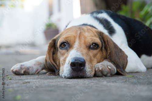Beagle dog sad