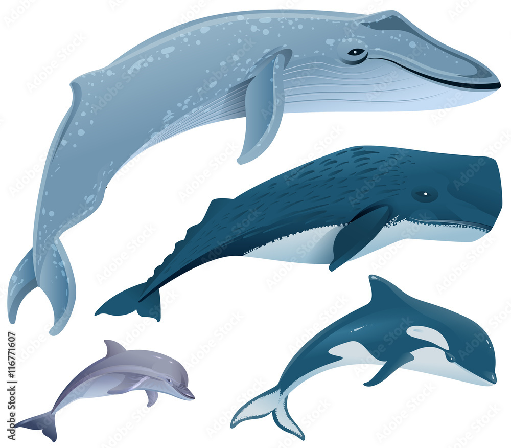 Obraz premium Ustaw ssaki morskie. Płetwal błękitny, kaszalot, delfin, orka
