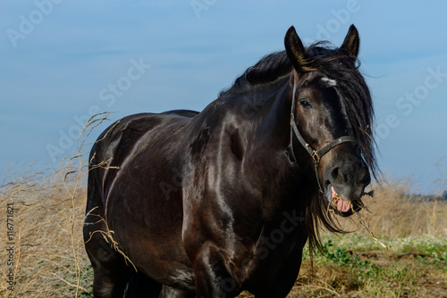 Cheval de trait à robe noire en train de manger de l'herbe © manta94