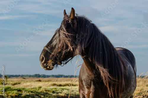 Fototapeta Naklejka Na Ścianę i Meble -  Profil d'un cheval de trait à robe noire en train de manger de l'herbe
